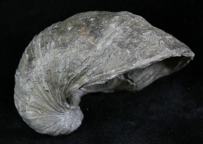 Gryphaea (Devil's Toenail) Fossil Oyster - Jurassic #25980